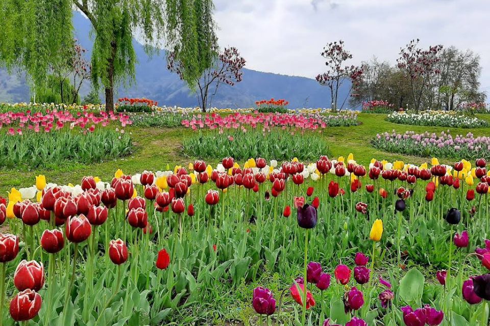 Tulip Garden